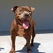 Nala is registered to the contest to win money with this photo: dog, brown_dog, pet, animal, happy, smiling, tongue_out, outdoor, sunlight, shadow, concrete, standing, canine, collar, closeup, friendly, daytime, mammal, tongue, cute