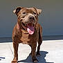 dog, brown_dog, pet, animal, happy, smiling, tongue_out, outdoor, sunlight, shadow, concrete, standing, canine, collar, closeup, friendly, daytime, mammal, tongue, cute