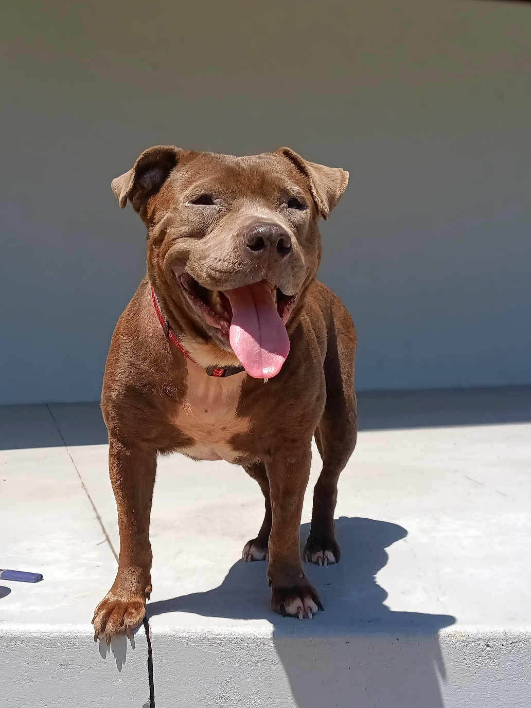Nala is registered to the contest to win money with this photo: dog, brown_dog, pet, animal, happy, smiling, tongue_out, outdoor, sunlight, shadow, concrete, standing, canine, collar, closeup, friendly, daytime, mammal, tongue, cute