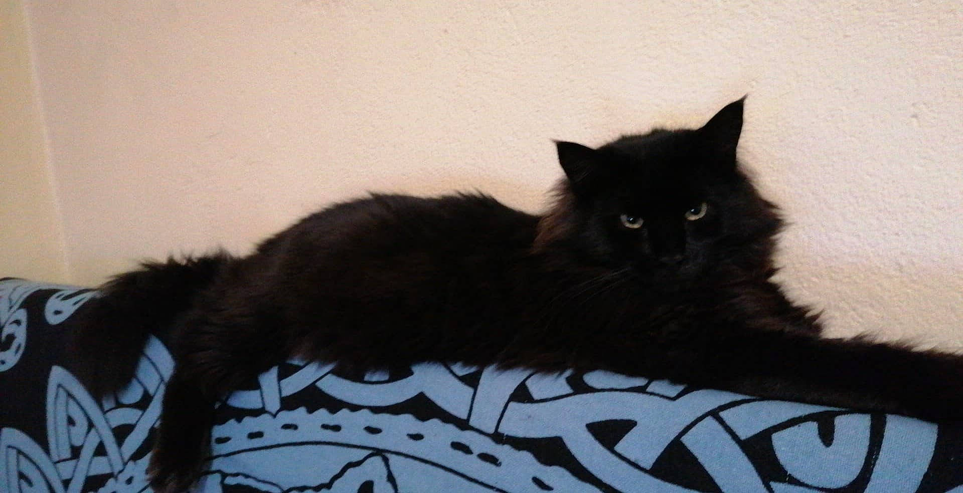 Plume a rejoint le concours — aidez-le/la à gagner de superbes lots !