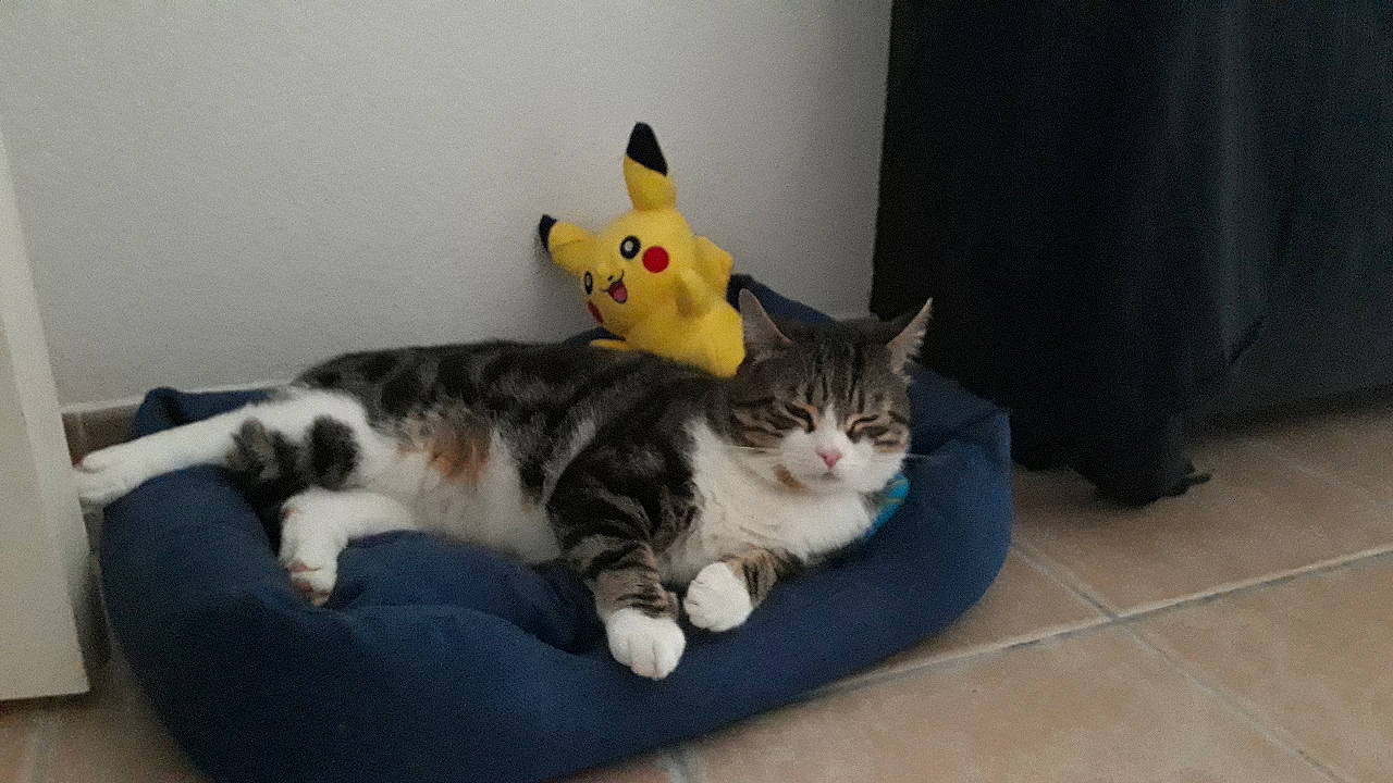 Minou participe au concours pour gagner de l'argent avec cette photo : american_shorthair, american_wirehair, asian, carnivore, cat, domestic_short_haired_cat, dragon_li, european_shorthair, felidae, kitten, mammal, munchkin, norwegian_forest_cat, paw, polydactyl_cat, small_to_medium_sized_cats, tabby_cat, tail, vertebrate, whiskers