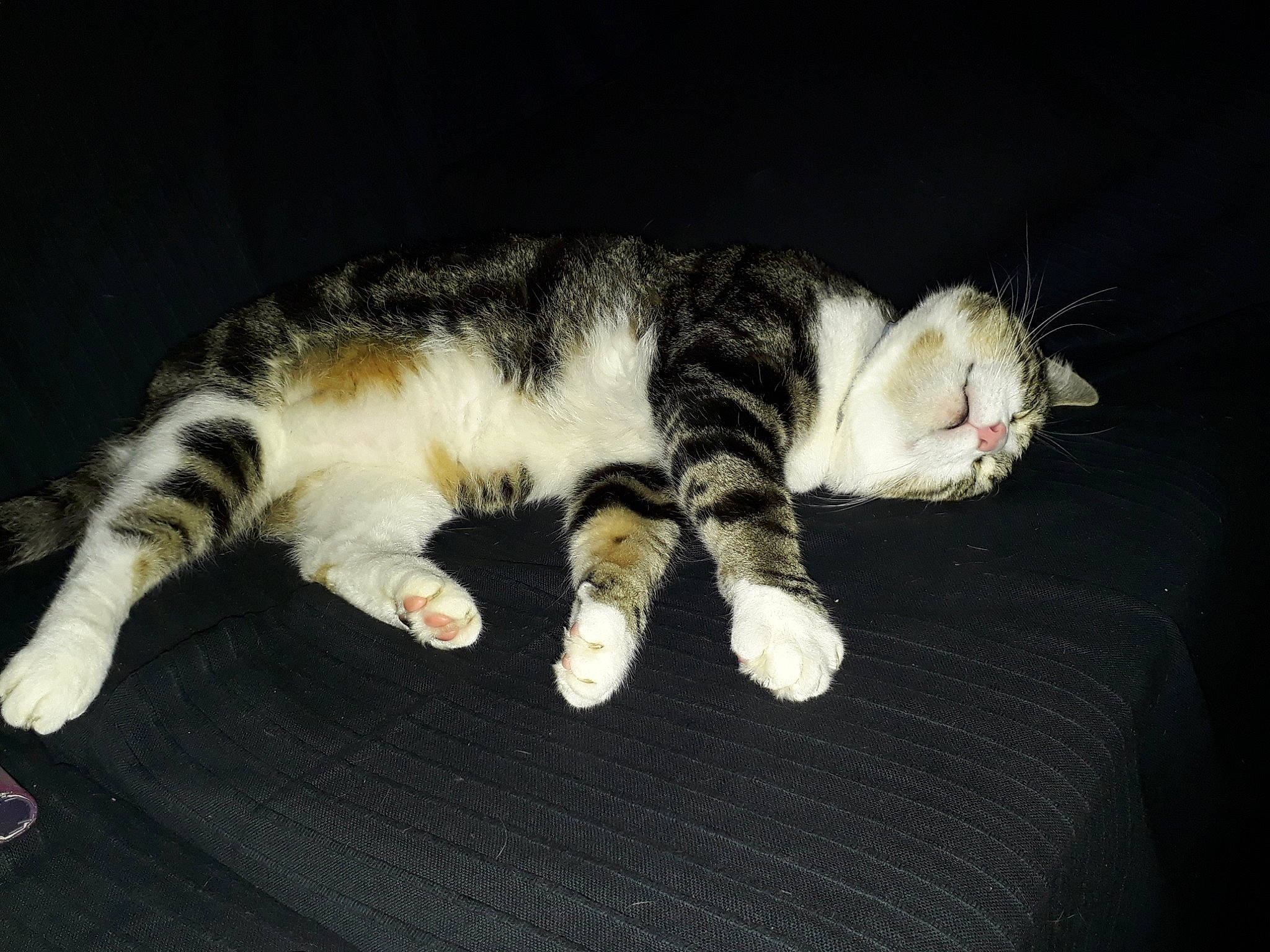 Minou a rejoint le concours — aidez-le/la à gagner de superbes lots ! american_curl, american_wirehair, asian, carnivore, cat, claw, domestic_short_haired_cat, dragon_li, european_shorthair, felidae, fur, kitten, mammal, paw, polydactyl_cat, small_to_medium_sized_cats, sokoke, tabby_cat, tail, whiskers