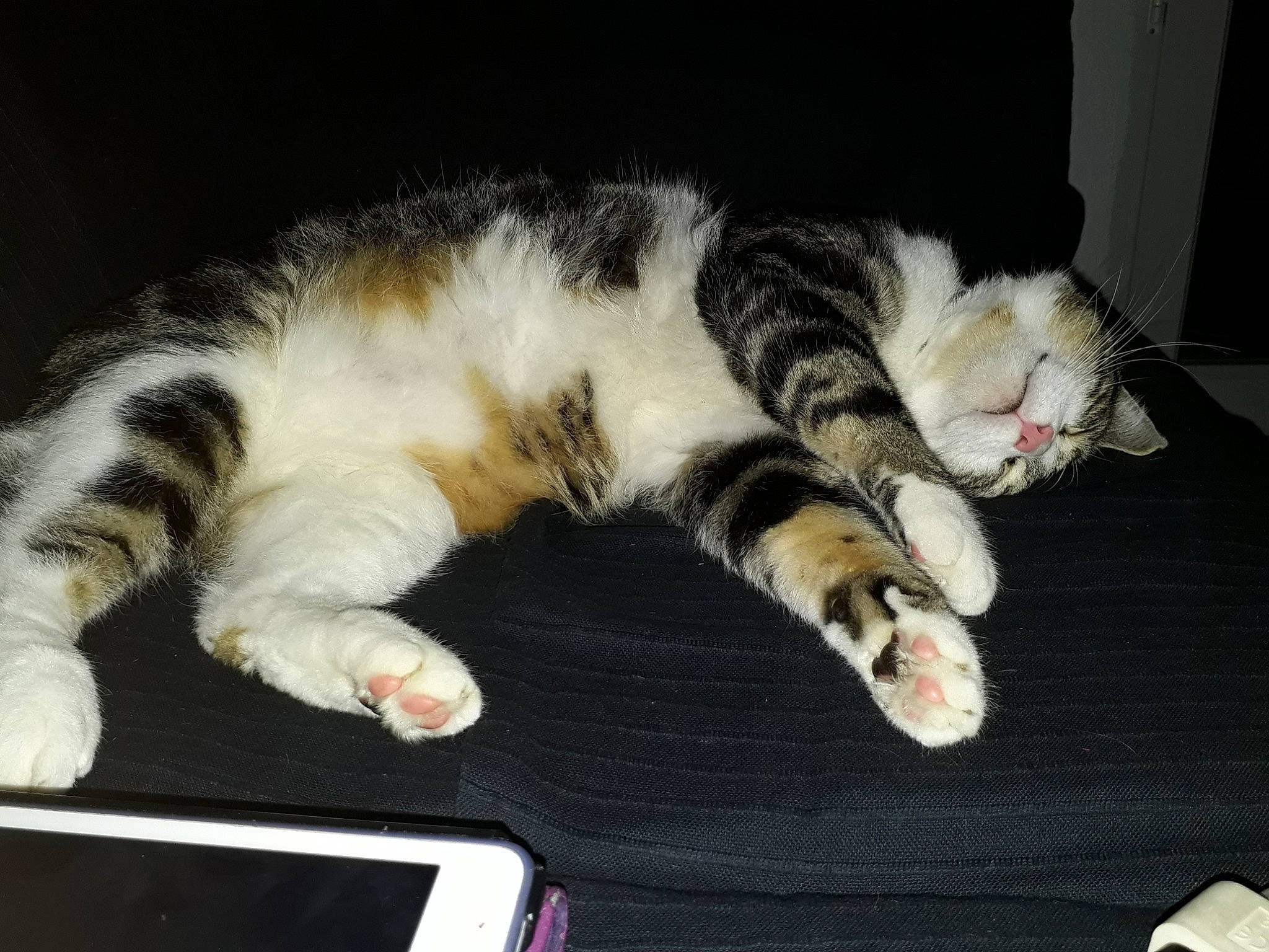 Minou a rejoint le concours — aidez-le/la à gagner de superbes lots ! american_curl, american_shorthair, american_wirehair, carnivore, cat, claw, domestic_short_haired_cat, european_shorthair, felidae, fur, kitten, mammal, nap, paw, polydactyl_cat, small_to_medium_sized_cats, tabby_cat, tail, whiskers