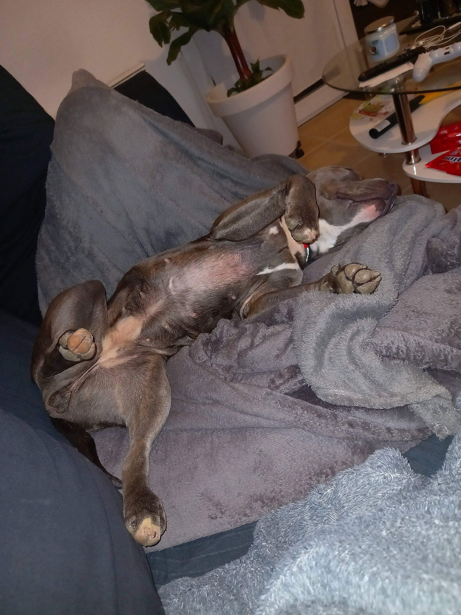 Pupuce a rejoint le concours — aidez-le/la à gagner de superbes lots ! art, claw, comfort, companion_dog, couch, dog_breed, fawn, felidae, flooring, flowerpot, fur, grey, hardwood, houseplant, human_leg, mammal, reptile, sculpture, tail, wood