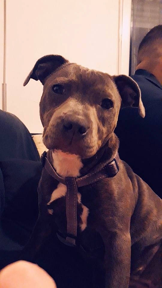 Pupuce a rejoint le concours — aidez-le/la à gagner de superbes lots ! american_pit_bull_terrier, american_staffordshire_terrier, canidae, carnivore, dog, dog_breed, ear, fawn, mammal, non_sporting_group, nose, pit_bull, rare_breed_dog, snout, sporting_group, staffordshire_bull_terrier, vertebrate