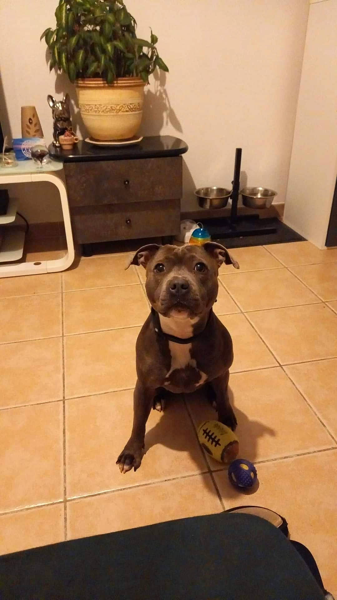 Pupuce a rejoint le concours — aidez-le/la à gagner de superbes lots ! blue, canidae, carnivore, collar, companion_dog, dog, dog_breed, dog_collar, fawn, floor, flooring, flowerpot, houseplant, pet_supply, plant, snout, sporting_group, tail, whiskers, working_animal