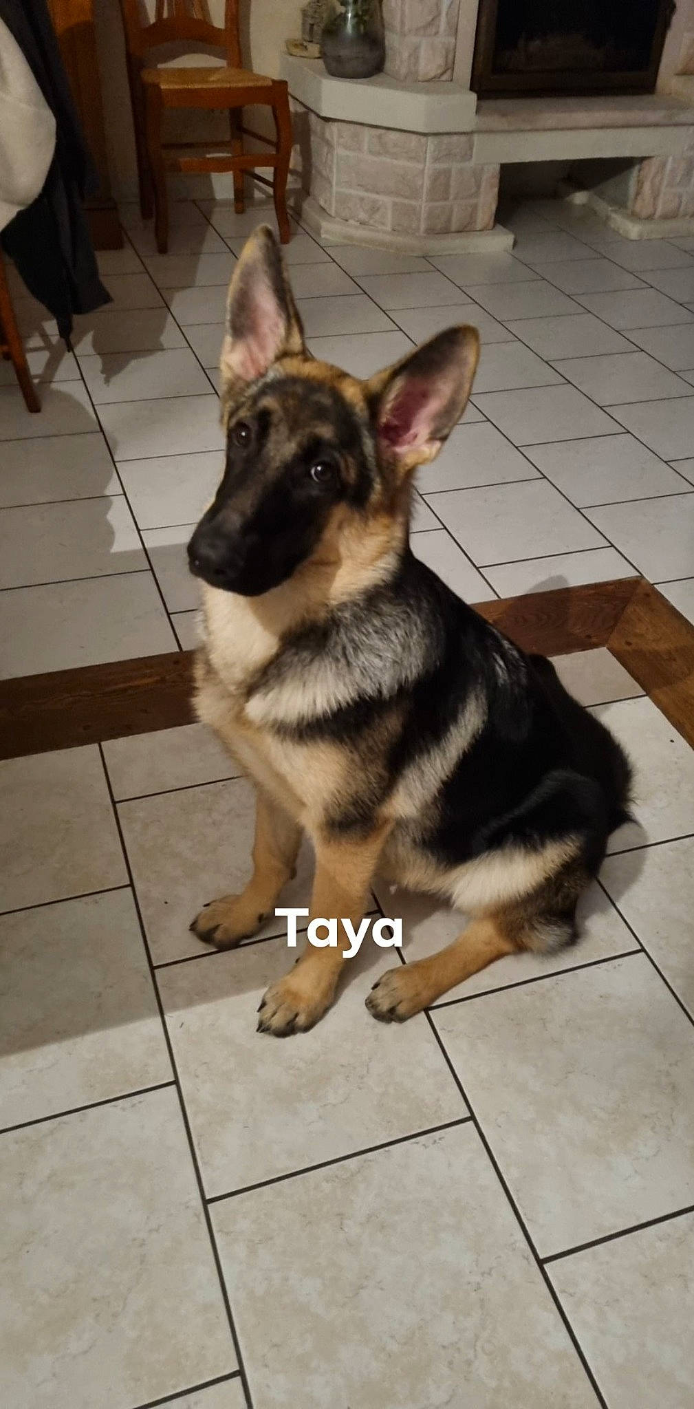 Taya