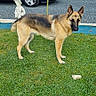 dog, german_shepherd, canine, pet, standing, grass, lawn, outdoors, garden, tree, parked_car, vehicle, fence, residential, yard, portrait, alert, ears, animal, daylight