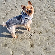 Taya participe au concours pour gagner de l'argent avec cette photo : dog, beach, sand, outdoor, harness, small_dog, yorkshire_terrier, standing, pet, animal, fur, fluffy, ears, alert, portrait, sunlight, shoreline, pawprints, vertical_photo, cute