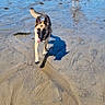 Taya a rejoint le concours — aidez-le/la à gagner de superbes lots ! dog, german_shepherd, beach, shoreline, ocean, seawater, sand, wet_sand, summer, outdoors, animal, pet, walking, running, reflection, shadow, person, man, boats, blue_sky