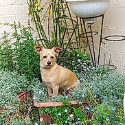 Milo a rejoint le concours — aidez-le/la à gagner de superbes lots ! brick_wall, canine, curious, cute, dog, flower_pot, flowers, fur, garden, greenery, nature, outdoor, pet, plant_support, plants, sitting, small_dog, sunlight, tan_dog, yard