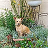 brick_wall, canine, curious, cute, dog, flower_pot, flowers, fur, garden, greenery, nature, outdoor, pet, plant_support, plants, sitting, small_dog, sunlight, tan_dog, yard