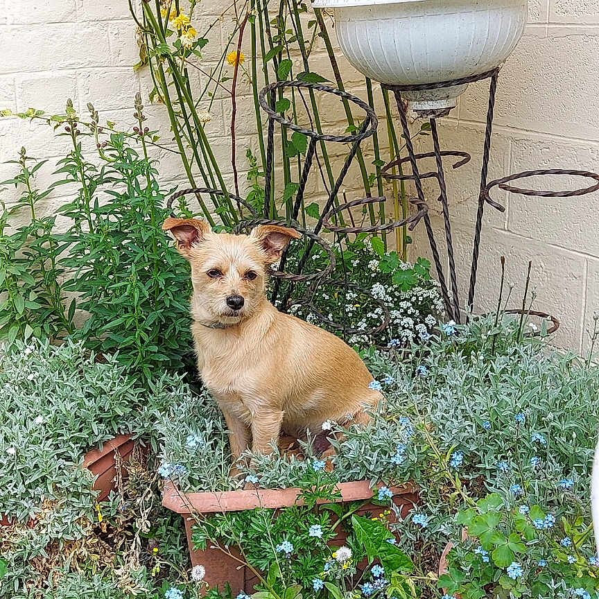Milo a rejoint le concours — aidez-le/la à gagner de superbes lots ! brick_wall, canine, curious, cute, dog, flower_pot, flowers, fur, garden, greenery, nature, outdoor, pet, plant_support, plants, sitting, small_dog, sunlight, tan_dog, yard