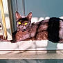 black_cat, cat, sunlight, doorway, shadow, relaxing, pet, animal, feline, indoor, window, reflection, yellow_eyes, resting, fur, whiskers, paw, door_frame, domestic_cat, quiet