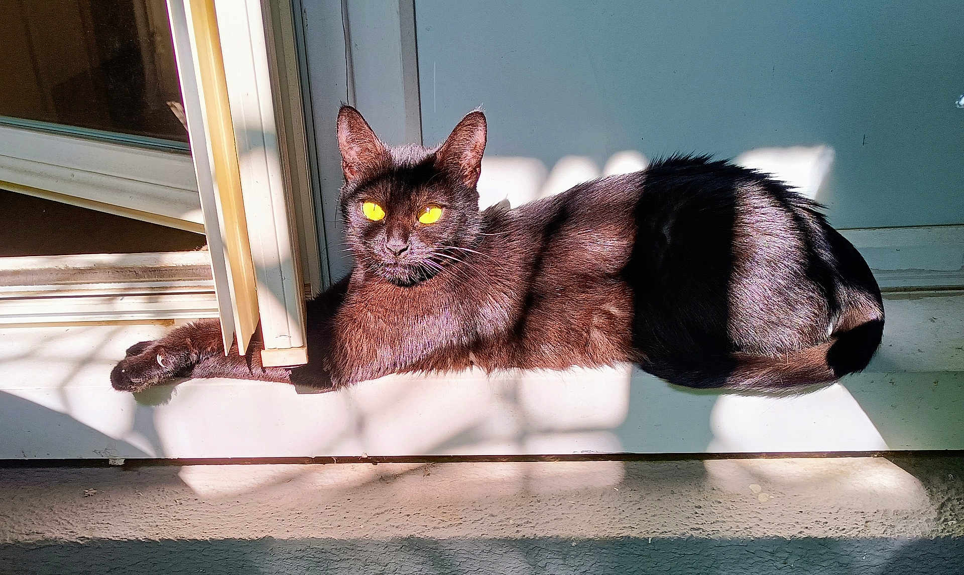 Hermione a rejoint le concours — aidez-le/la à gagner de superbes lots ! black_cat, cat, sunlight, doorway, shadow, relaxing, pet, animal, feline, indoor, window, reflection, yellow_eyes, resting, fur, whiskers, paw, door_frame, domestic_cat, quiet