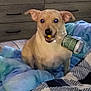 dog, plastic_bottle, bed, blanket, indoor, furniture, pet, canine, mouth, playful, light_brown, ears, fur, domestic_animal, resting, cozy, room, comfort, sleeping_area, household