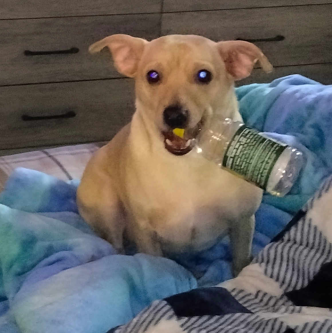 Harley joined the competition — help win amazing prizes! dog, plastic_bottle, bed, blanket, indoor, furniture, pet, canine, mouth, playful, light_brown, ears, fur, domestic_animal, resting, cozy, room, comfort, sleeping_area, household