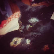 Mocha is registered to the contest to win money with this photo: cat, black_cat, pet, animal, feline, whiskers, close_up, indoor, yellow_eyes, blanket, soft_focus, vintage_style, fur, mammal, resting, cute, portrait, cozy, domestic_animal, sleepy