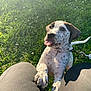 puppy, dog, grass, sunlight, outdoor, playful, tongue_out, paw, leash, person, knees, spotted, cute, young_dog, nature, greenery, summer, happy, pet, animal