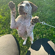 Mary Jane joined the competition — help win amazing prizes! puppy, dog, grass, outdoor, pet, leash, playful, spotted, cute, animal, young, nature, sunlight, joyful, active, legs, black, white, closeup, summer