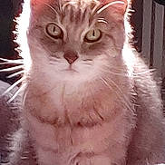 Natasha is registered to the contest to win money with this photo: cat, fluffy, animal, pet, fur, ears, whiskers, face, portrait, sitting, feline, indoor, light, shadow, closeup, eyes, cute, mammal, domestic, furry