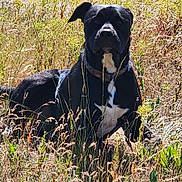 Woffa joined the competition — help win amazing prizes! dog, black_dog, white_patch, grass, field, outdoor, nature, animal, pet, collar, sunlight, meadow, canine, lying_down, flora, wild_grass, summer, daylight, mammal, watchful