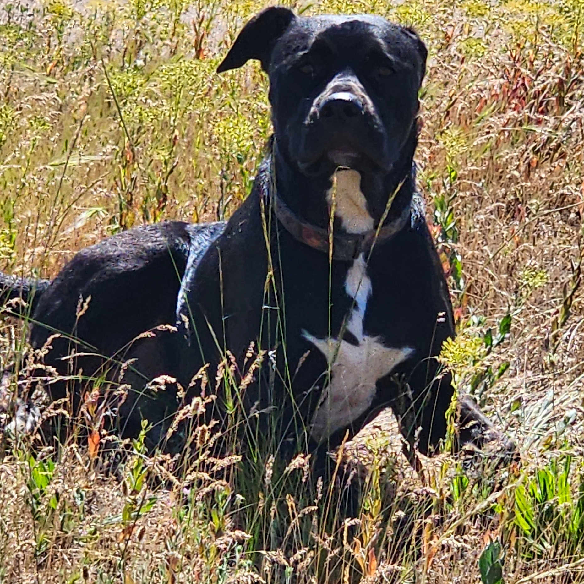 Woffa joined the competition — help win amazing prizes! animal, black_dog, canine, collar, daylight, dog, field, flora, grass, lying_down, mammal, meadow, nature, outdoor, pet, summer, sunlight, watchful, white_patch, wild_grass