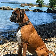 Iron participe au concours pour gagner de l'argent avec cette photo : dog, boxer, water, lake, rocks, shoreline, outdoor, sunny, daylight, nature, tree, pet, collar, animal, calm, sitting, wet_fur, landscape, blue_sky, peaceful