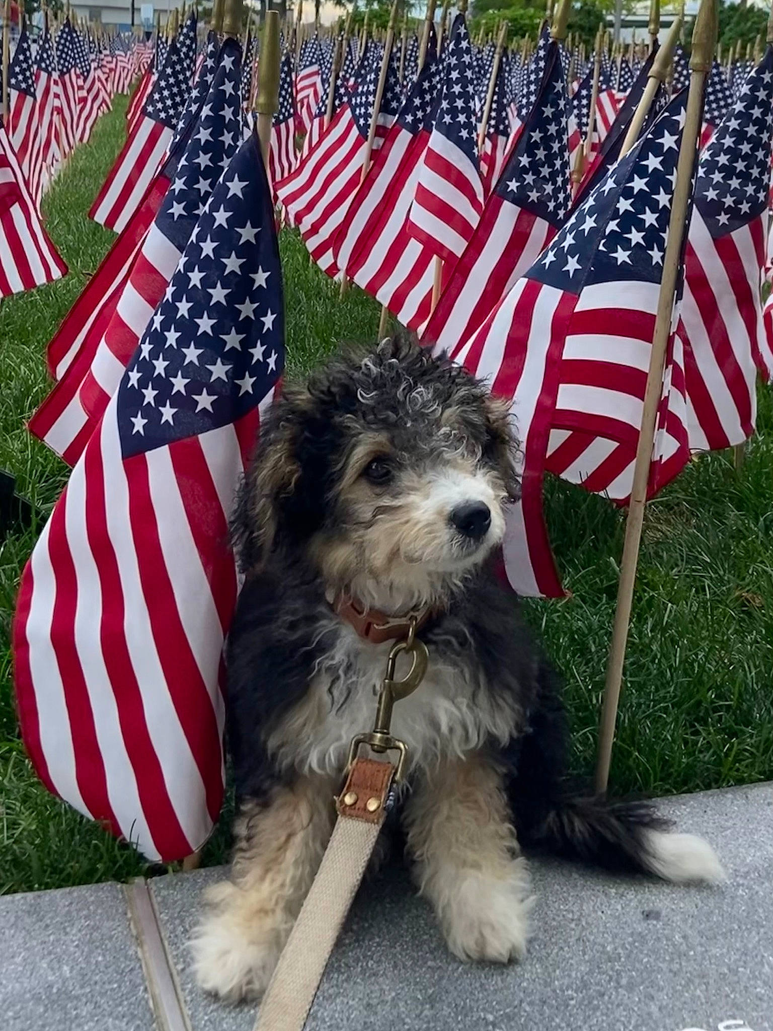 Ferris is registered to the contest to win money with this photo: canidae, carnivore, companion_dog, dog, dog_breed, dog_supply, event, flag, flag_day_usa, flag_of_the_united_states, fur, holiday, plant, pole, schnauzer, small_terrier, snout, sporting_group, terrier, toy_dog