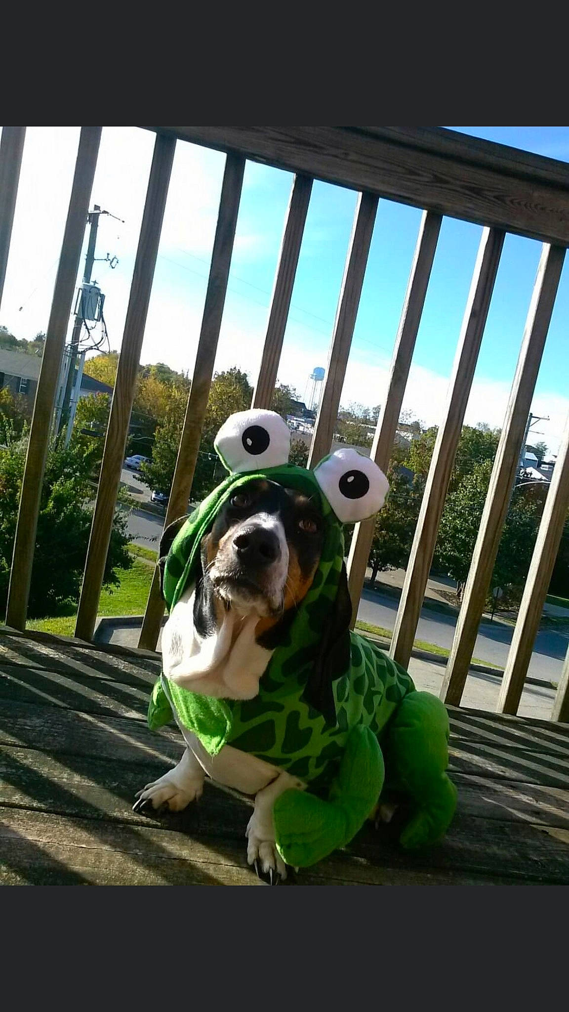 Sexy is registered to the contest to win money with this photo: carnivore, cloud, companion_dog, dog, dog_breed, eyewear, fawn, fence, fur, grass, happy, leisure, metal, plant, recreation, sky, snout, sunglasses, wood, working_animal