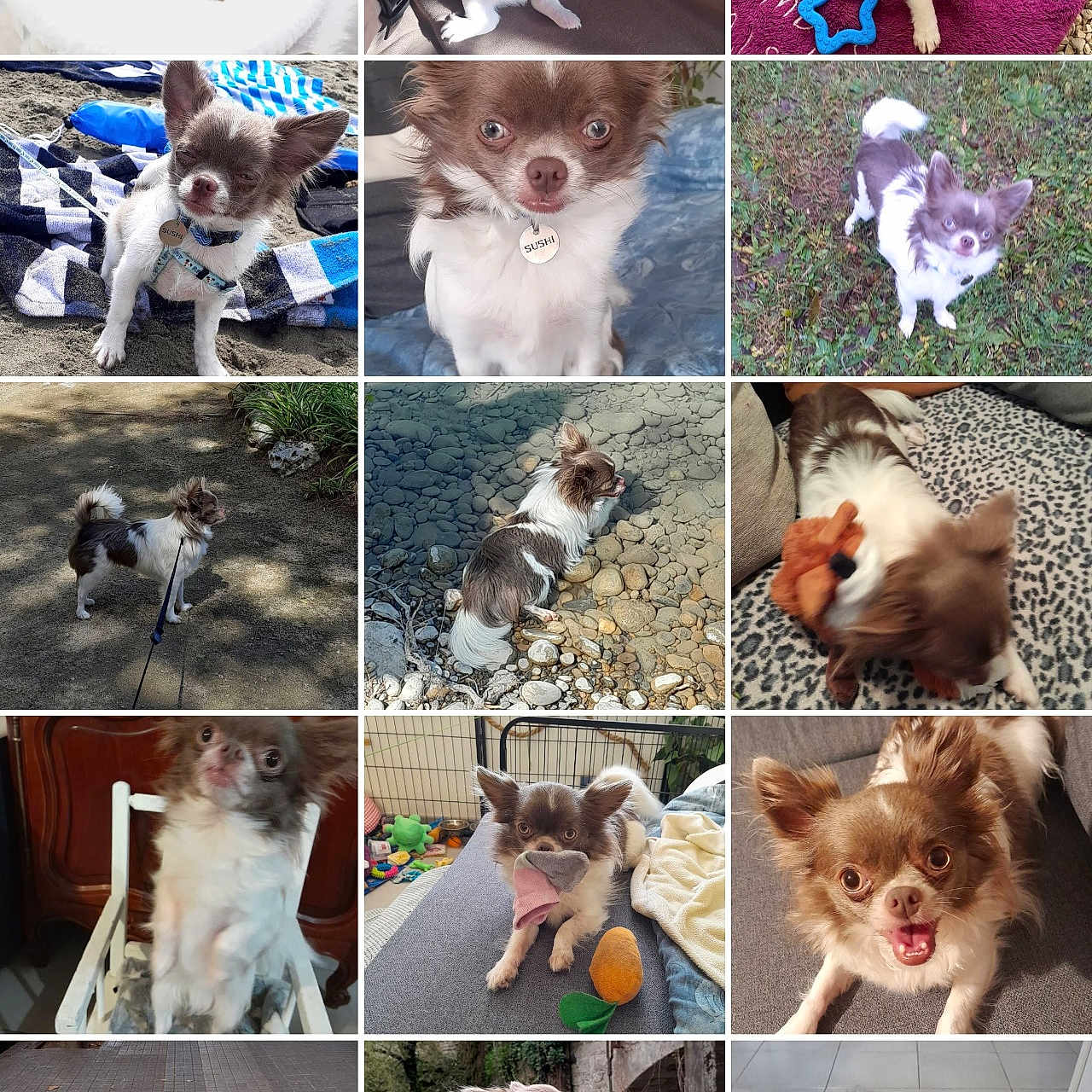 Sushy participe au concours pour gagner de l'argent avec cette photo : blanket, brown_and_white, chihuahua, collar, couch, cute, dog, floor, garden, indoor, leash, lying_down, outdoor, pet, playing, portrait, puppy, sitting, small_dog, toy