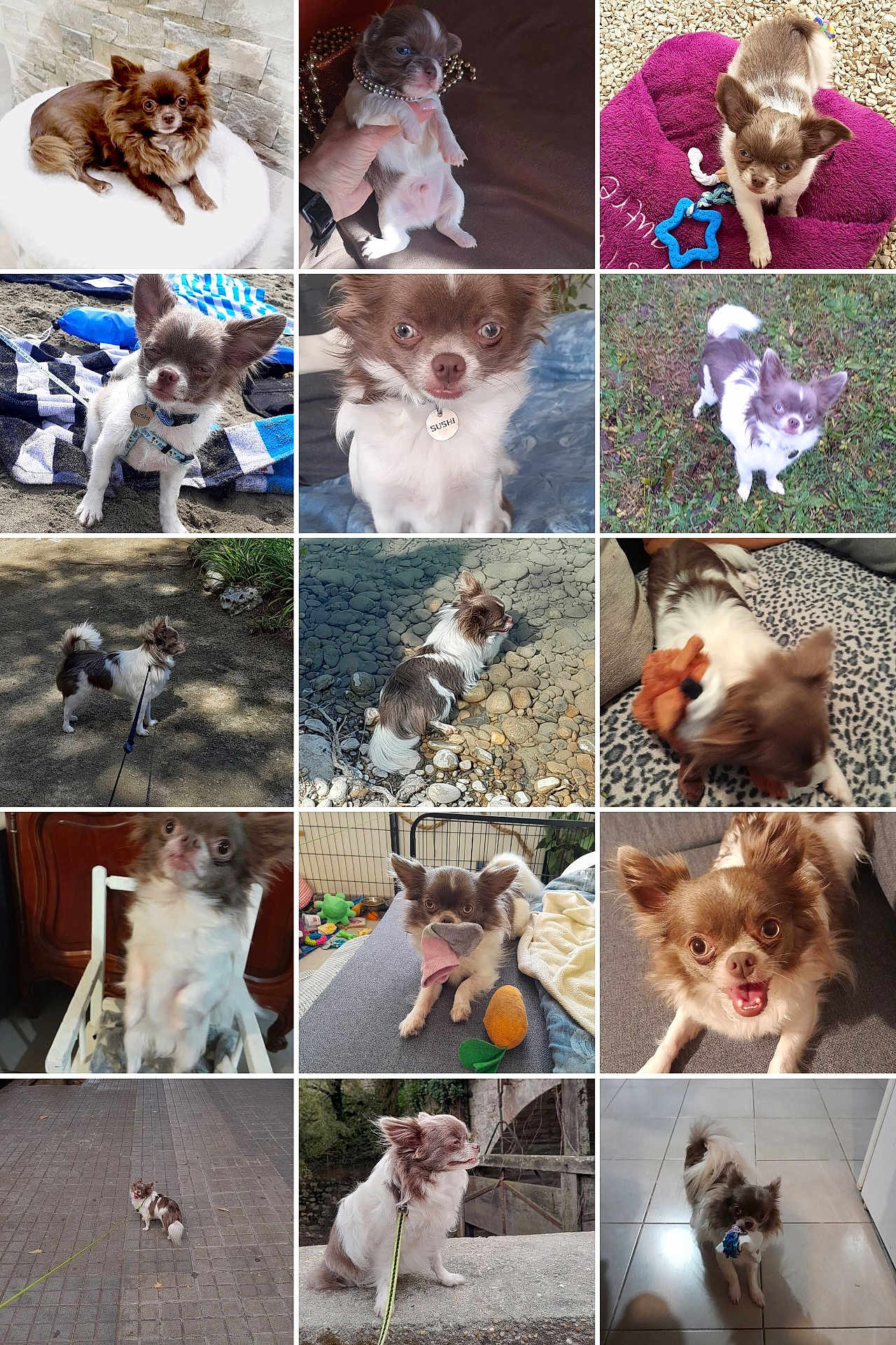 Sushy participe au concours pour gagner de l'argent avec cette photo : dog, chihuahua, puppy, pet, collar, toy, outdoor, indoor, couch, blanket, leash, playing, sitting, lying_down, cute, small_dog, brown_and_white, floor, garden, portrait