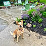 dog, garden, flowers, patio, wet_surface, outdoor, greenery, purple_flowers, pink_flowers, concrete, chair, table, plant_bed, backyard, rain, sitting, animal, pet, nature, daytime