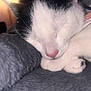 Nala is registered to the contest to win money with this photo: cat, sleeping, close_up, black_and_white, pet, cozy, blanket, soft, fur, relaxed, indoor, resting, animal, cute, peaceful, pink_nose, paw, warm_light, comfort, nap