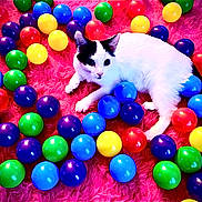 Nala joined the competition — help win amazing prizes! cat, black_and_white_cat, plastic_balls, colorful_balls, pink_furry_surface, playful, indoor, pet, animal, cute, resting, toy, vibrant_colors, feline, relaxed, small_cat, round_objects, soft_texture, bright_colors, domestic_animal