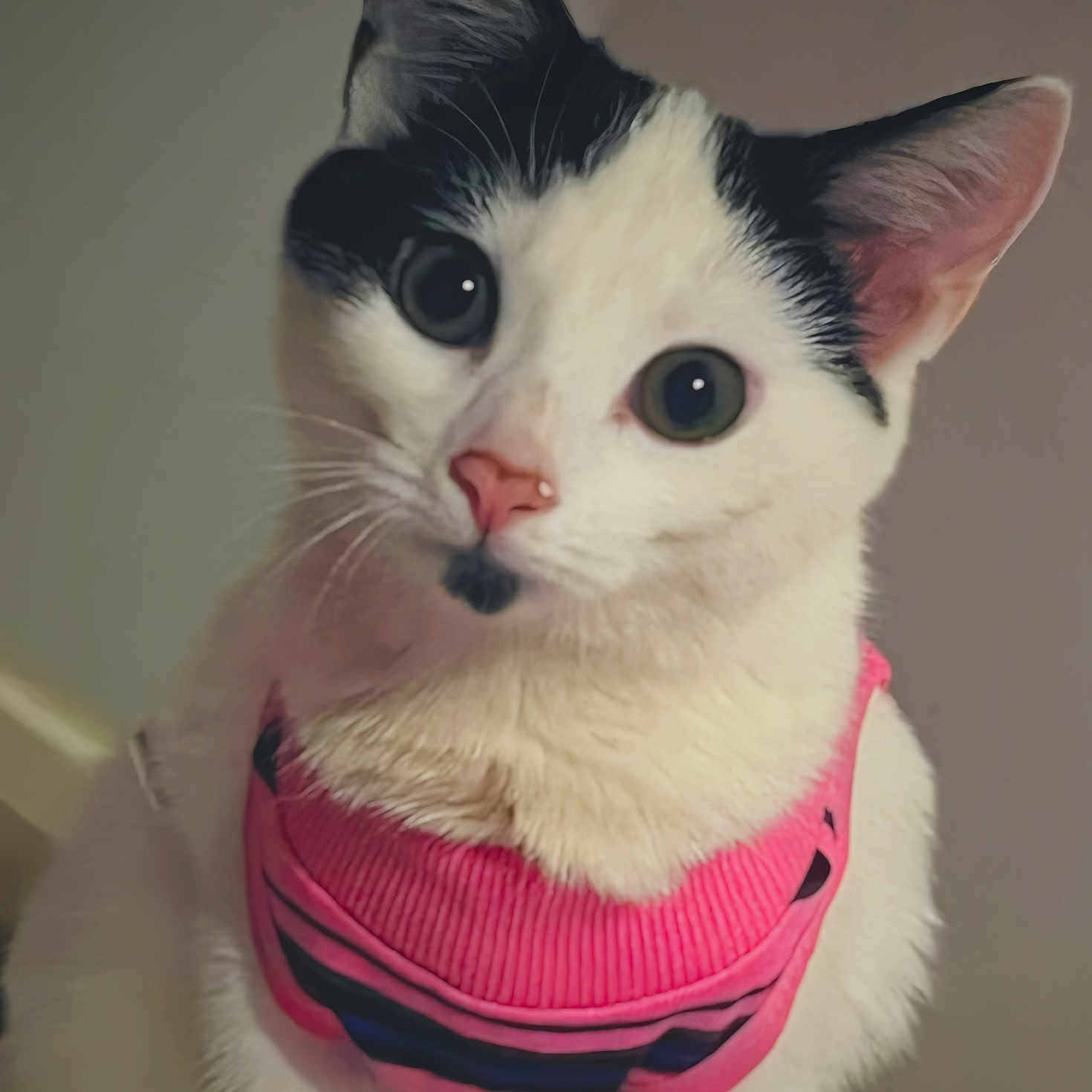 Nala is registered to the contest to win money with this photo: adorable, animal, black_and_white, cat, close_up, clothing, curious, cute, domestic_animal, ears, eyes, feline, fur, indoor, nose, pet, pink_sweater, portrait, striped_sweater, whiskers