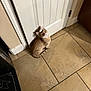 cat, kitten, ginger_cat, tabby, pet, indoor, kitchen, tile_floor, beige_tile, white_door, door_hinge, baseboard, wall, looking_up, sitting, curious, whiskers, shadow, cabinet, appliance_corner