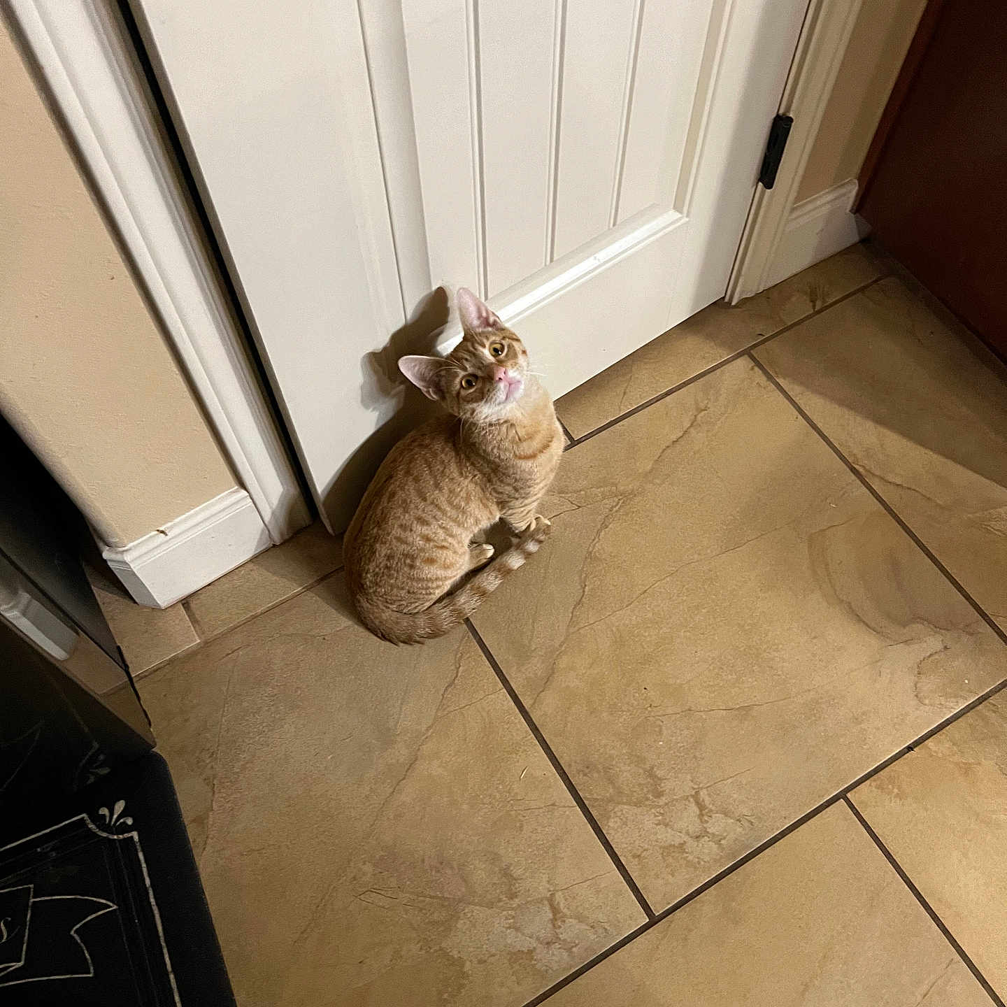 Meeshi joined the competition — help win amazing prizes! appliance_corner, baseboard, beige_tile, cabinet, cat, curious, door_hinge, ginger_cat, indoor, kitchen, kitten, looking_up, pet, shadow, sitting, tabby, tile_floor, wall, whiskers, white_door