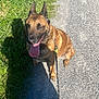 animal, brown_fur, canine, companion, daytime, dog, friendly, grass, happy, leash, nature, outdoor, panting, path, pet, shadow, sitting, sunlight, tongue_out, walk
