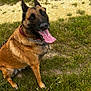 Pirate a rejoint le concours — aidez-le/la à gagner de superbes lots ! animal, belgian_malinois, black_muzzle, brown_fur, canine, collar, daylight, dog, ears_up, field, grass, happy, leash, nature, outdoor, path, pet, playful, sitting, tongue_out
