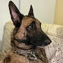 Pirate participe au concours pour gagner de l'argent avec cette photo : animal, black_fur, brown_fur, canine, chain_collar, companion, couch, dog, domestic_animal, ears, fur, furniture, german_shepherd, indoor, looking_away, mammal, pet, portrait, relaxed, side_view