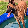 Pirate a rejoint le concours — aidez-le/la à gagner de superbes lots ! dog, water, pool, toy, panting, tongue_out, outdoor, fence, grass, pet, canine, summer, happy, playful, brown_coat, chain_collar, animal, animal_in_water, close_up, daylight