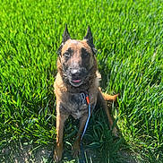 Pirate participe au concours pour gagner de l'argent avec cette photo : alert, animal, belgian_malinois, canine, collar, daylight, dog, ears, field, fur, grass, greenery, leash, muzzle, nature, outdoor, pet, sitting, sunlight, tongue