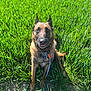 alert, animal, belgian_malinois, canine, collar, daylight, dog, ears, field, fur, grass, greenery, leash, muzzle, nature, outdoor, pet, sitting, sunlight, tongue