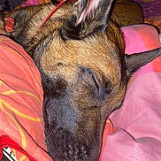 Pirate a rejoint le concours — aidez-le/la à gagner de superbes lots ! dog, sleeping, close_up, brown_fur, black_muzzle, ear, blanket, pink_blanket, orange_blanket, red_collar, cozy, pet, domestic_animal, resting, indoors, fur_texture, snout, canine, relaxed, animal