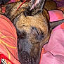 dog, sleeping, close_up, brown_fur, black_muzzle, ear, blanket, pink_blanket, orange_blanket, red_collar, cozy, pet, domestic_animal, resting, indoors, fur_texture, snout, canine, relaxed, animal
