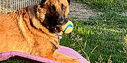 Pirate participe au concours pour gagner de l'argent avec cette photo : dog, german_shepherd, tennis_ball, grass, outdoor, pet, animal, sunlight, playful, mat, fence, canine, resting, collar, nature, summer, greenery, portrait, daytime, relaxed