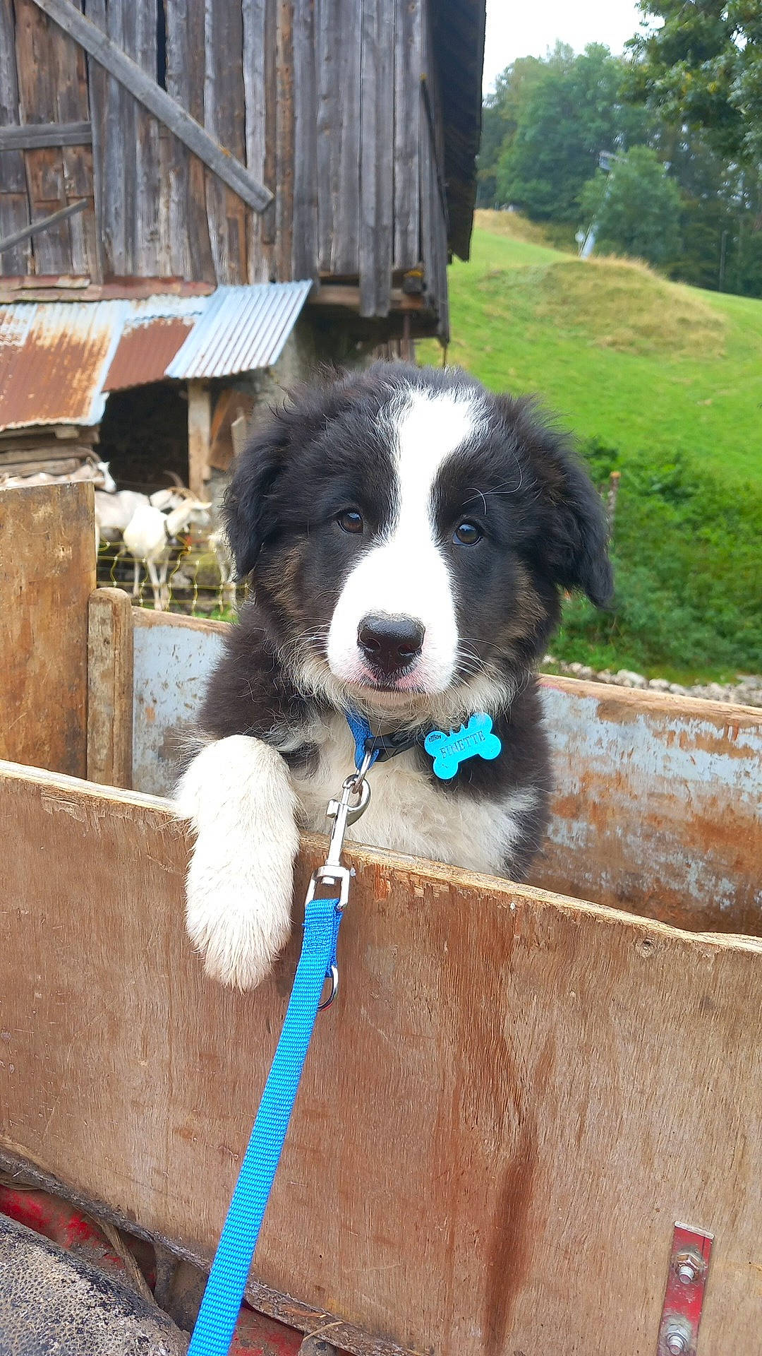 Finette a rejoint le concours — aidez-le/la à gagner de superbes lots ! canidae, carnivore, chair, collar, companion_dog, dog, dog_breed, dog_collar, fur, giant_dog_breed, gun_dog, herding_dog, plant, snout, sporting_group, terrestrial_animal, tree, wood, working_animal, working_dog