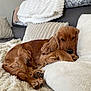 Twix participe au concours pour gagner de l'argent avec cette photo : dog, cocker_spaniel, pet, sleeping, couch, blanket, pillow, cozy, paws, fur, indoor, home_interior, relaxation, nap, plush, living_room, comfort, brown, close_up, portrait
