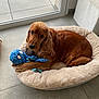 dog, cocker_spaniel, pet, toy, plush_toy, dog_bed, indoor, tile_floor, window, brown_fur, paws, looking_at_camera, cozy, resting, cute, companion, playful, portrait, sleepy, home